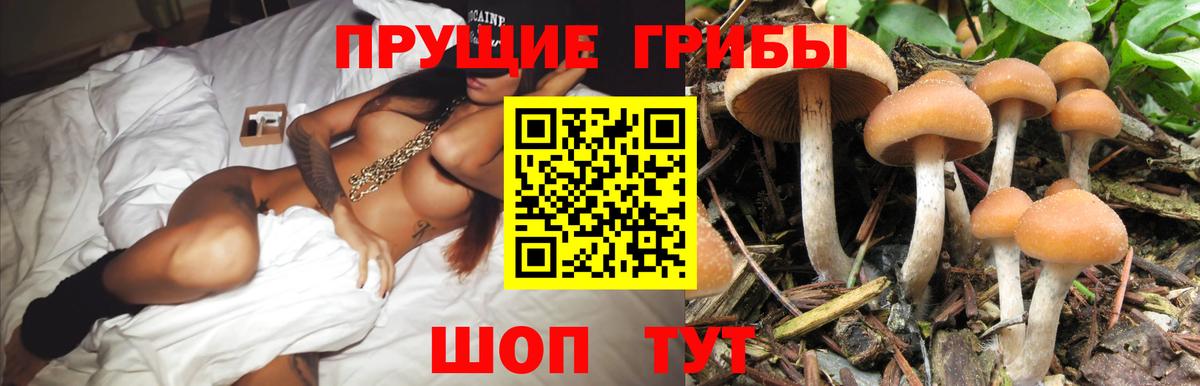 Выкса  Псилоцибиновые грибы GOLDEN TEACHER  Галлюциногенные грибы ЛСД  Вход с VPN 